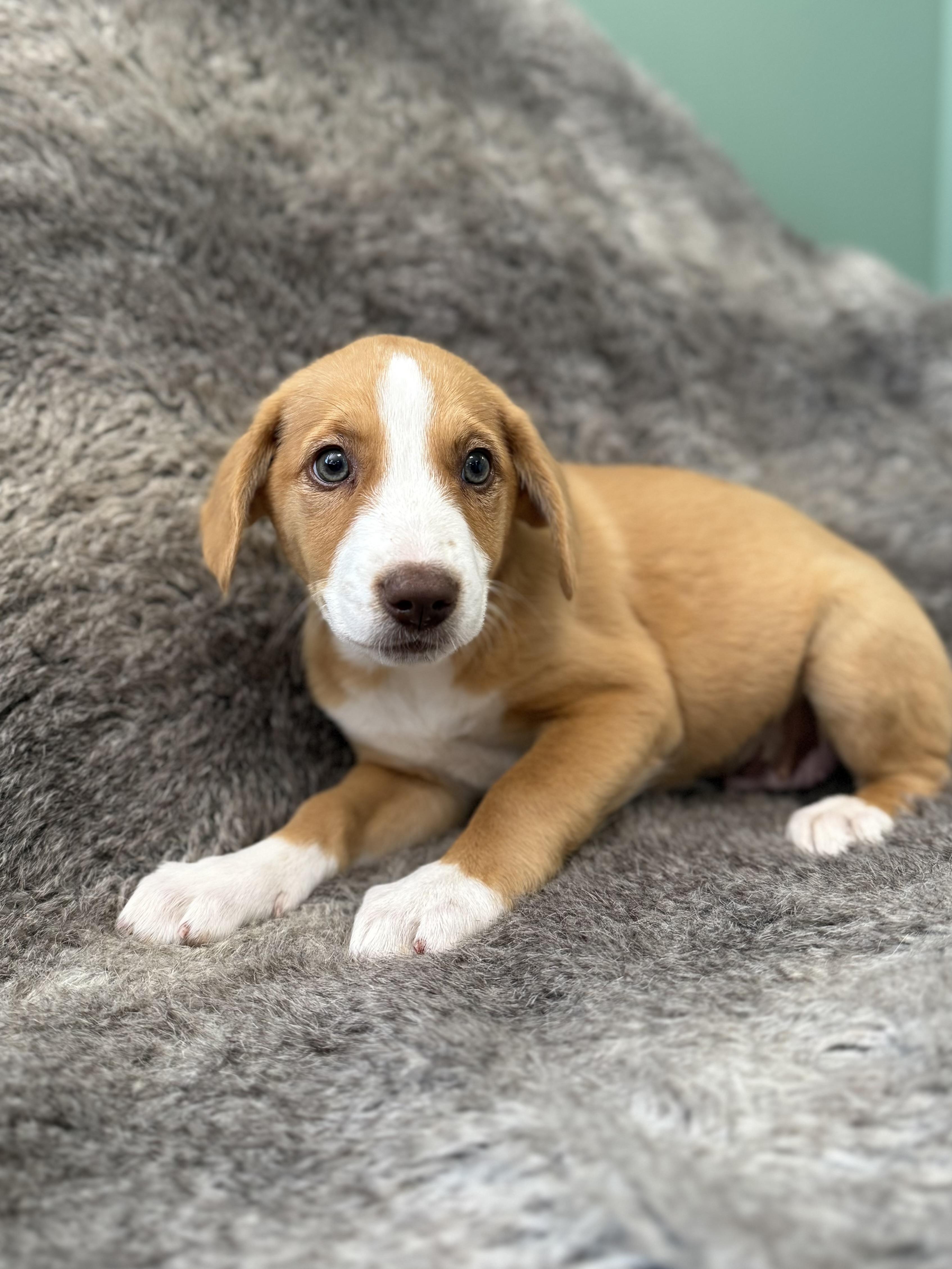 Enlarge Lennox, an adopted mixed breed in Eagle, CO image 6/6