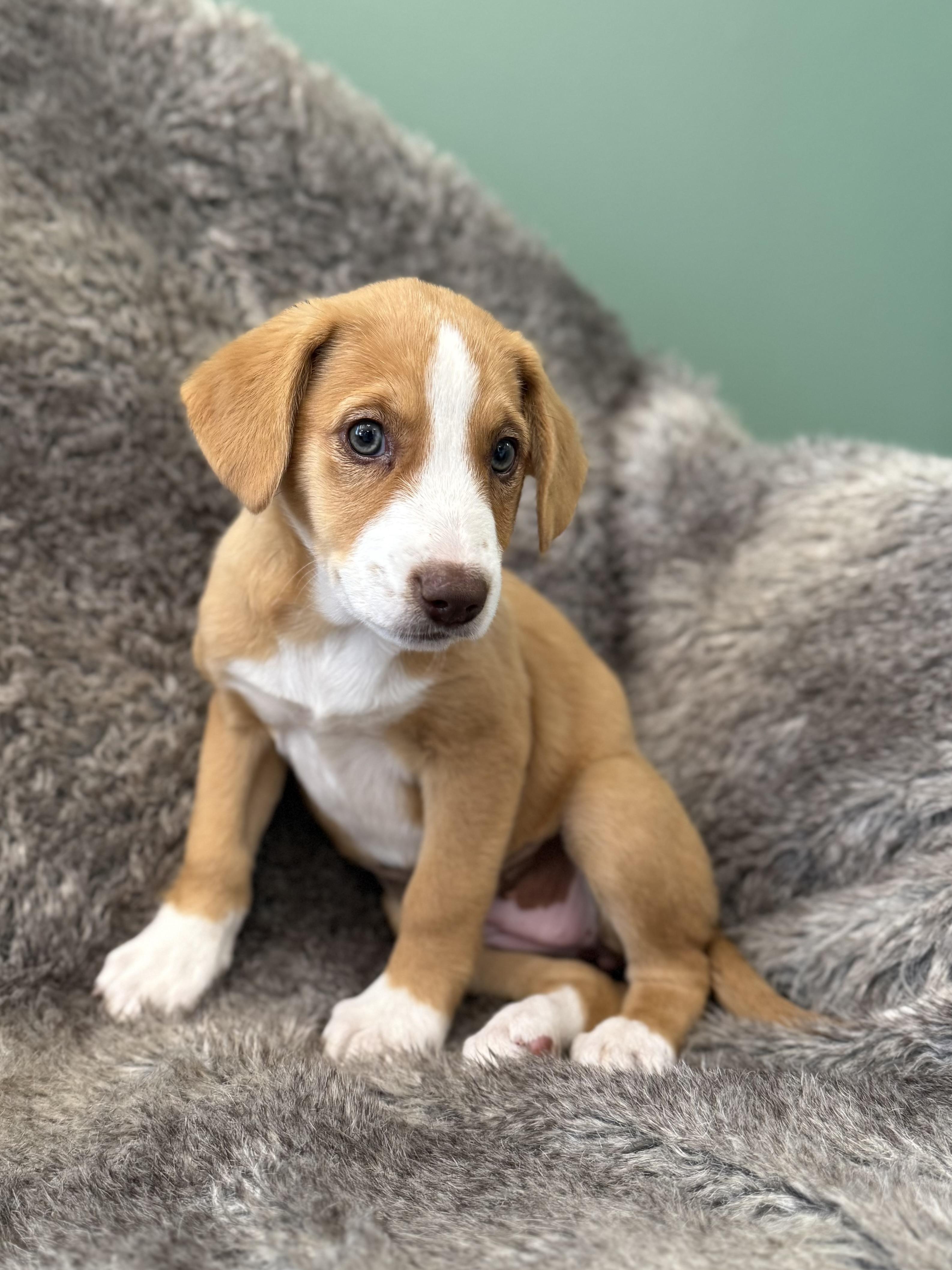 Enlarge Lennox, an adopted mixed breed in Eagle, CO image 5/6