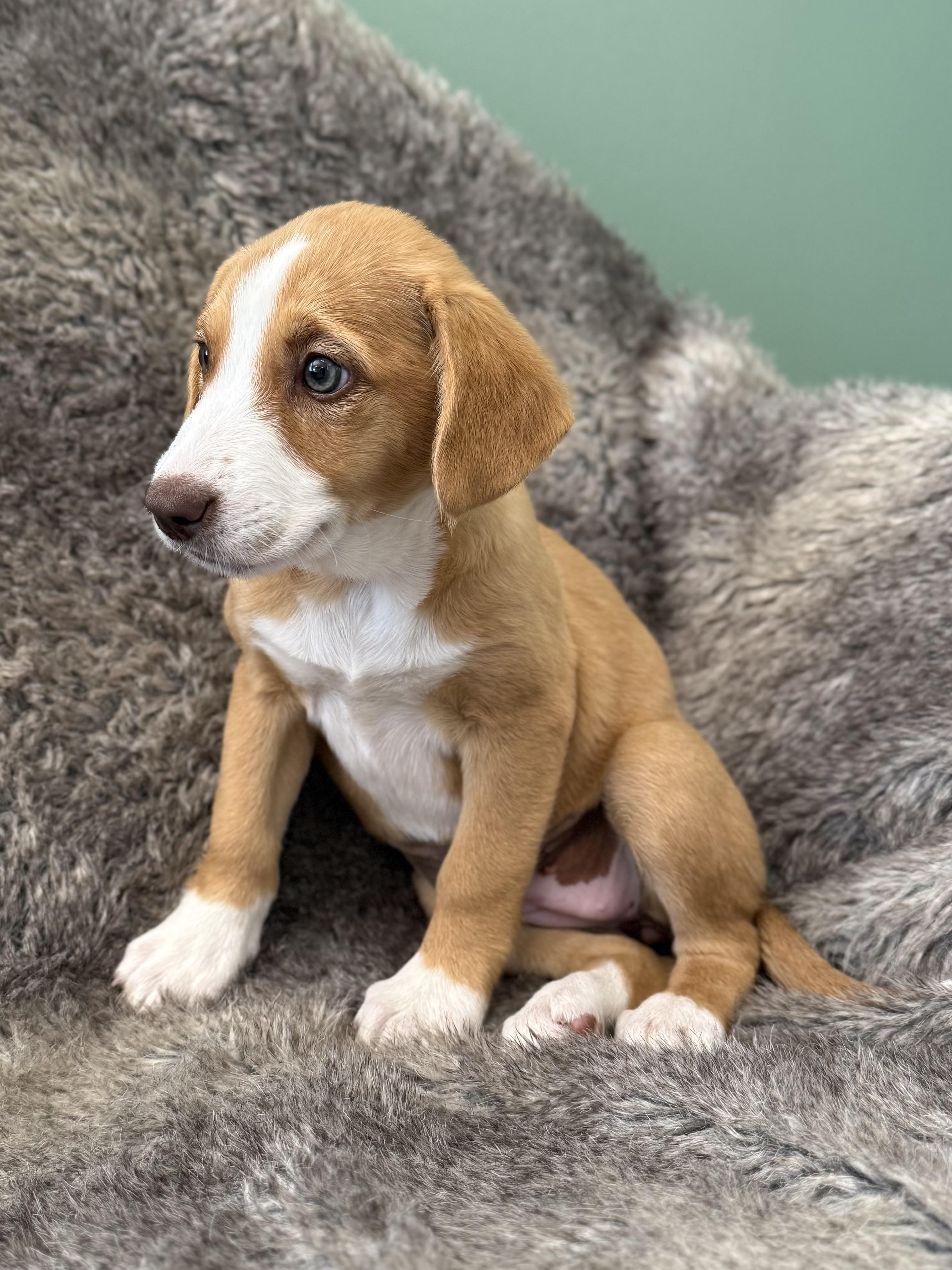 Enlarge Lennox, an adopted mixed breed in Eagle, CO image 3/6