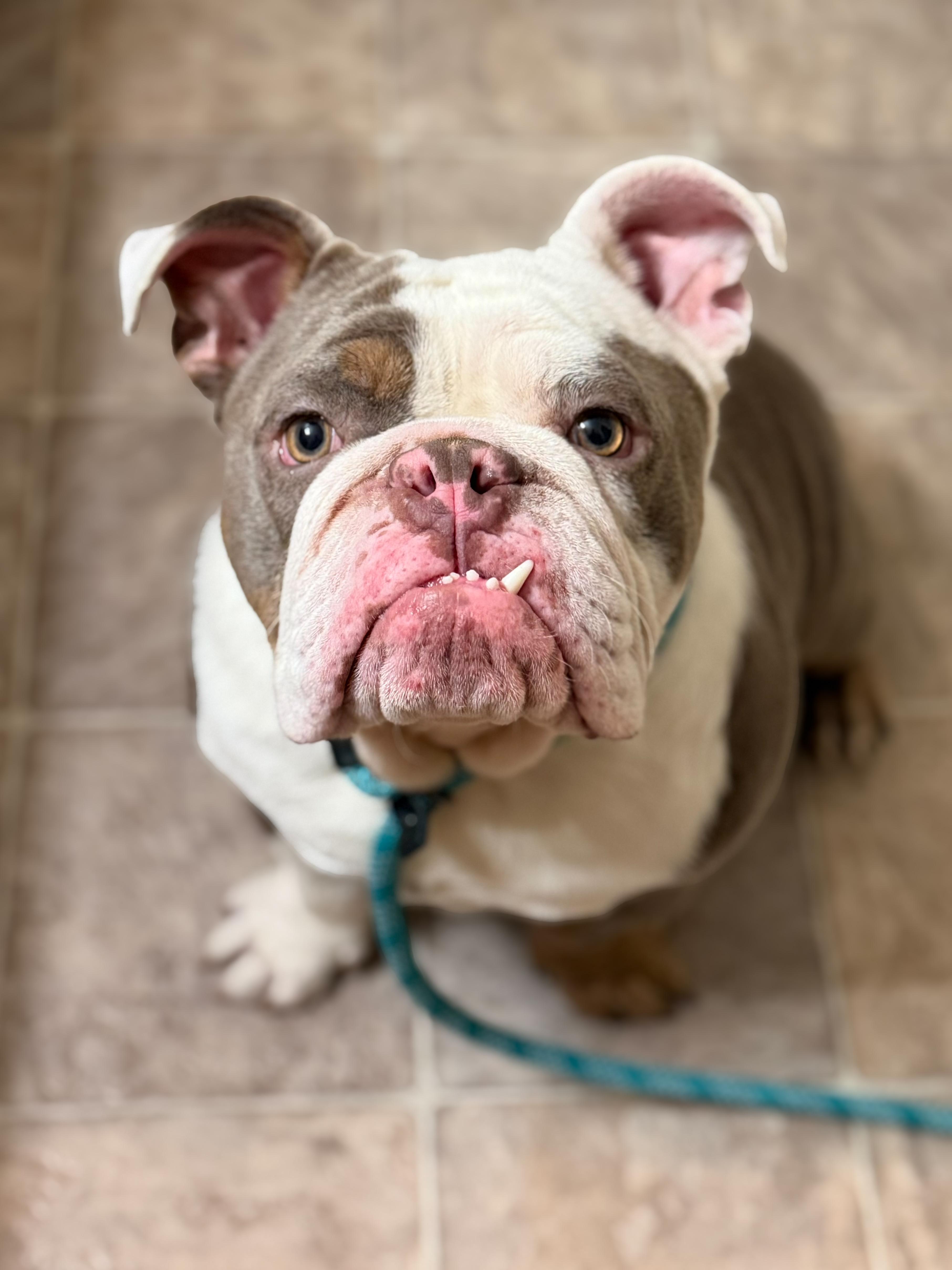 Moe, Adoptable, Young Male English Bulldog.