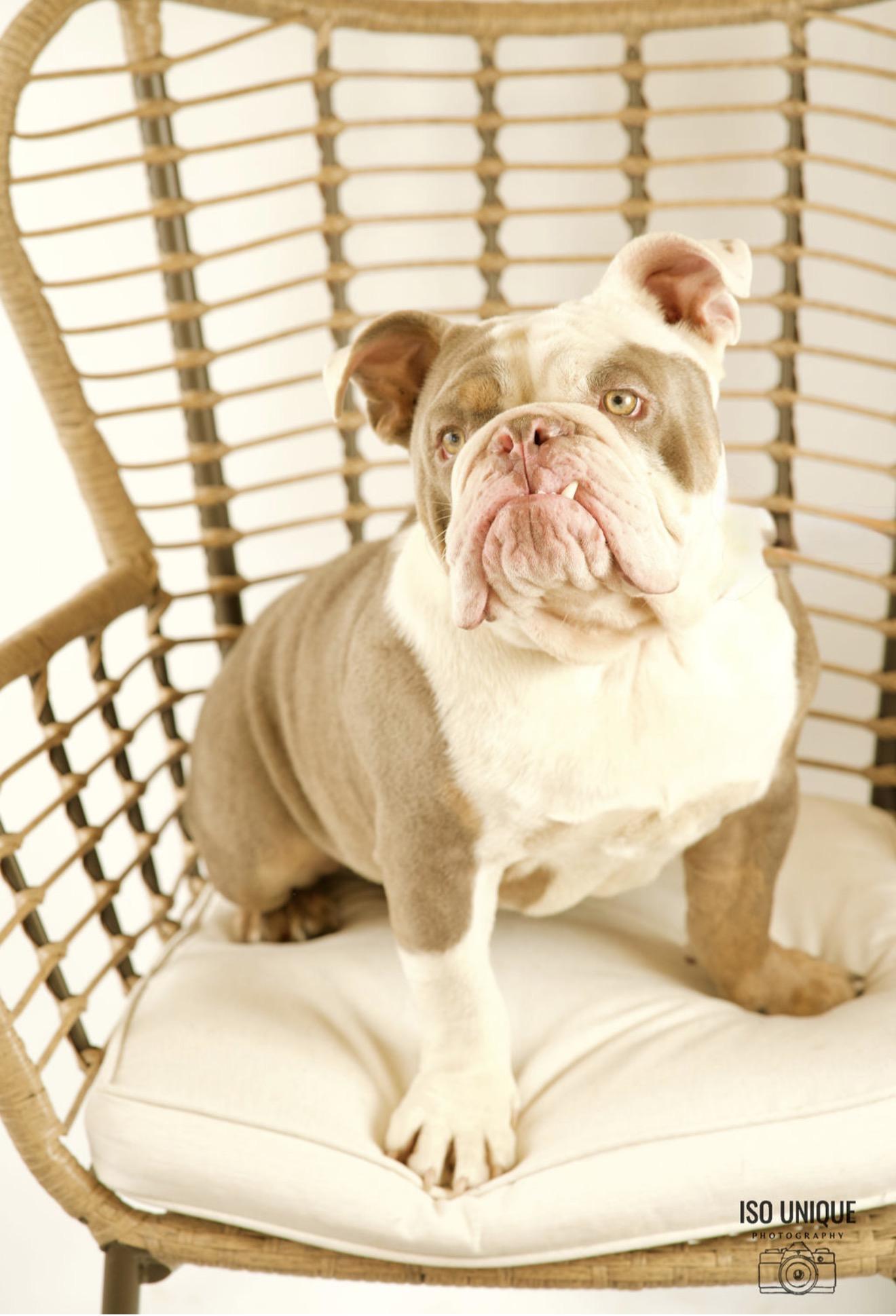 Moe, a Adoptable English Bulldog in Green Bay, WI image 2/4