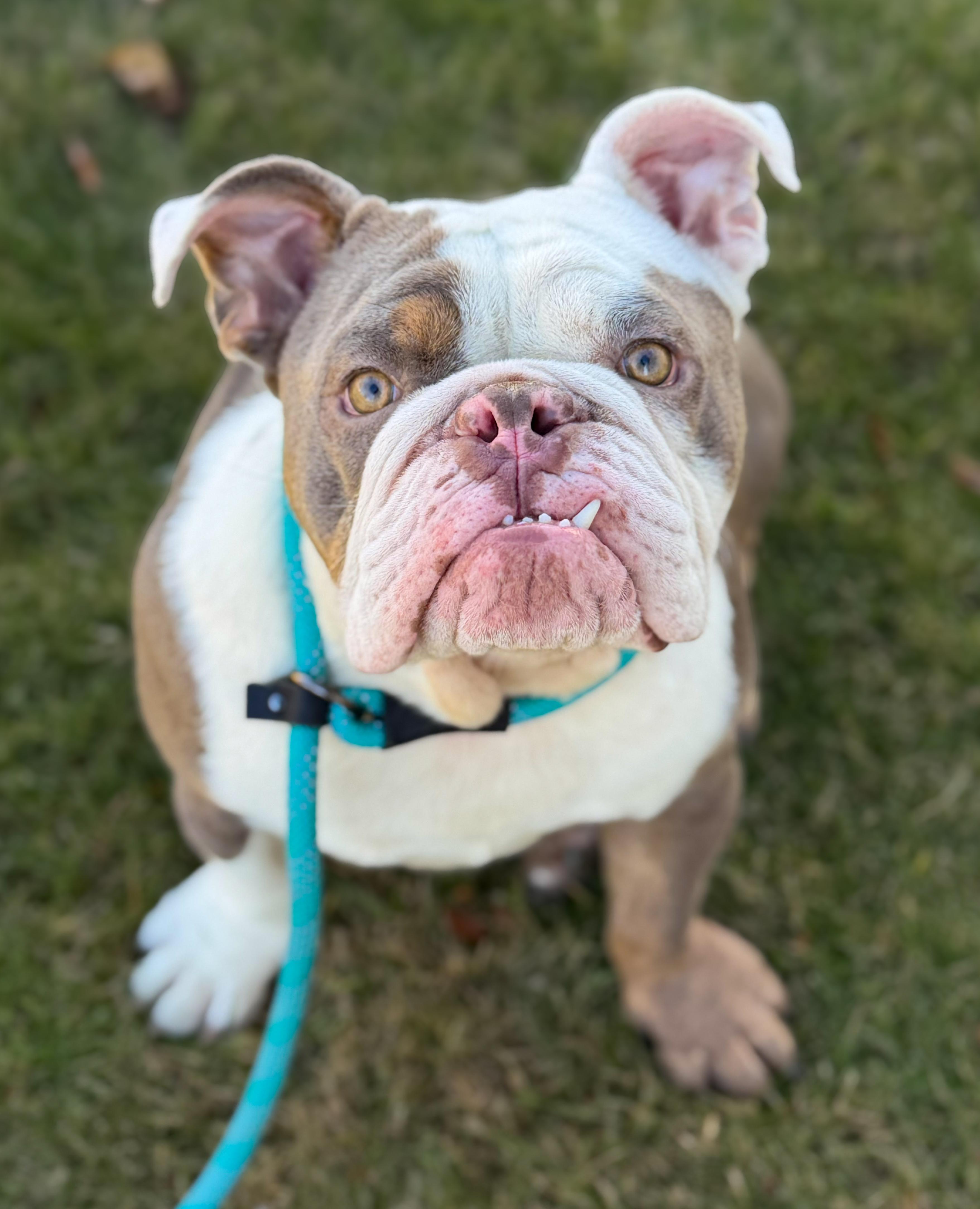 Moe, a Adoptable English Bulldog in Green Bay, WI image 3/4