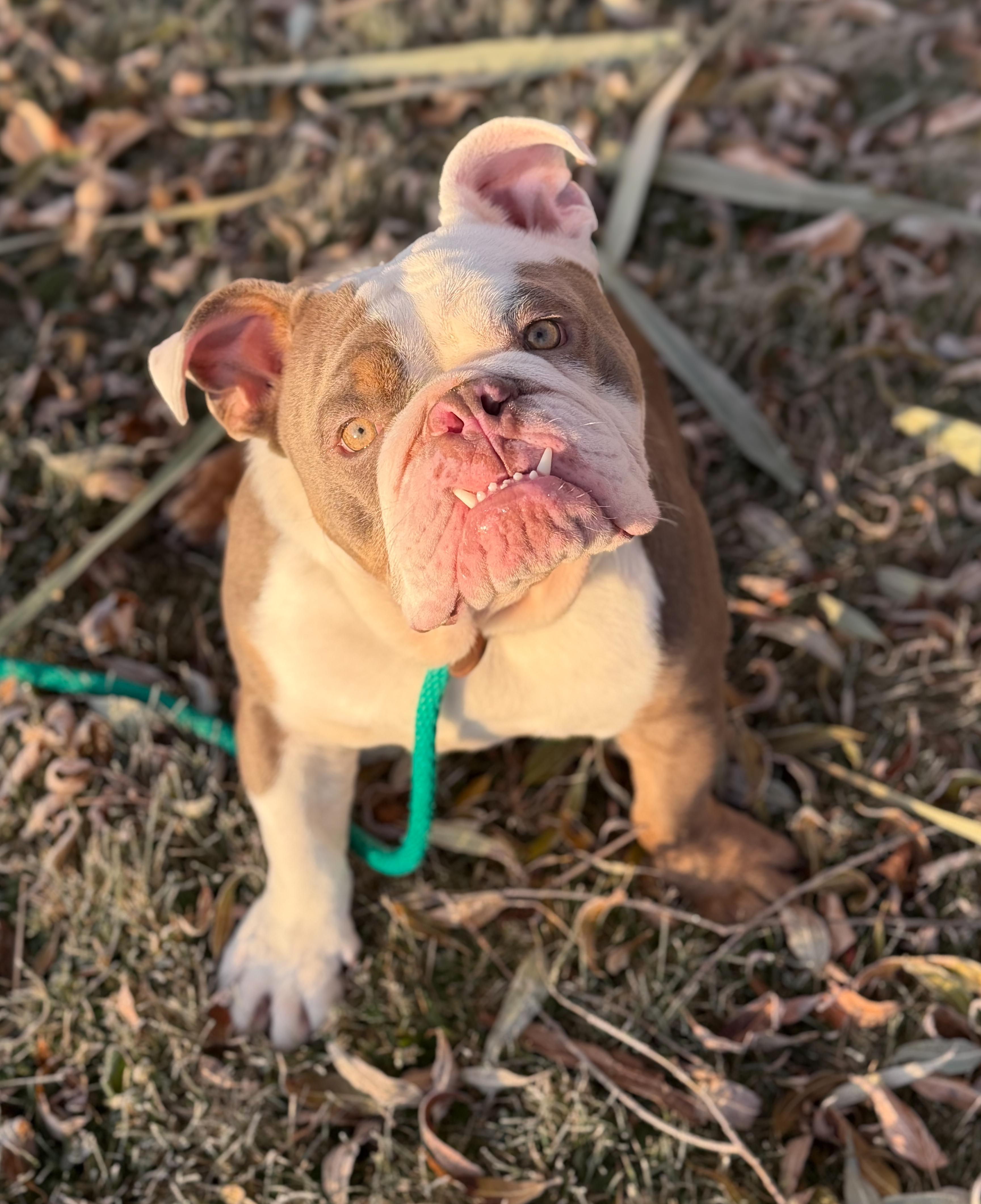 Moe, a Adoptable English Bulldog in Green Bay, WI image 4/4
