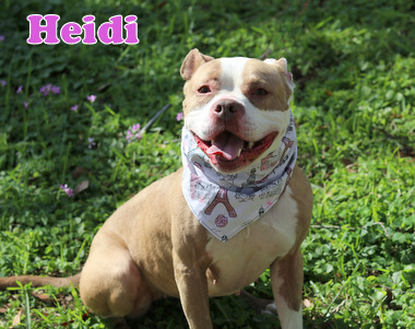 HEIDI photo 1