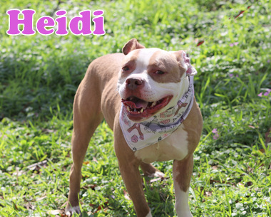 HEIDI photo 6