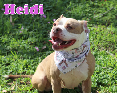 HEIDI photo 5
