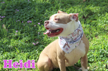HEIDI photo 4