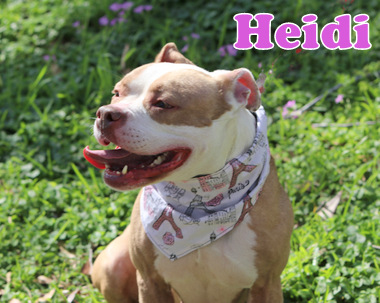 HEIDI photo 3