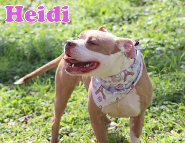HEIDI photo 2