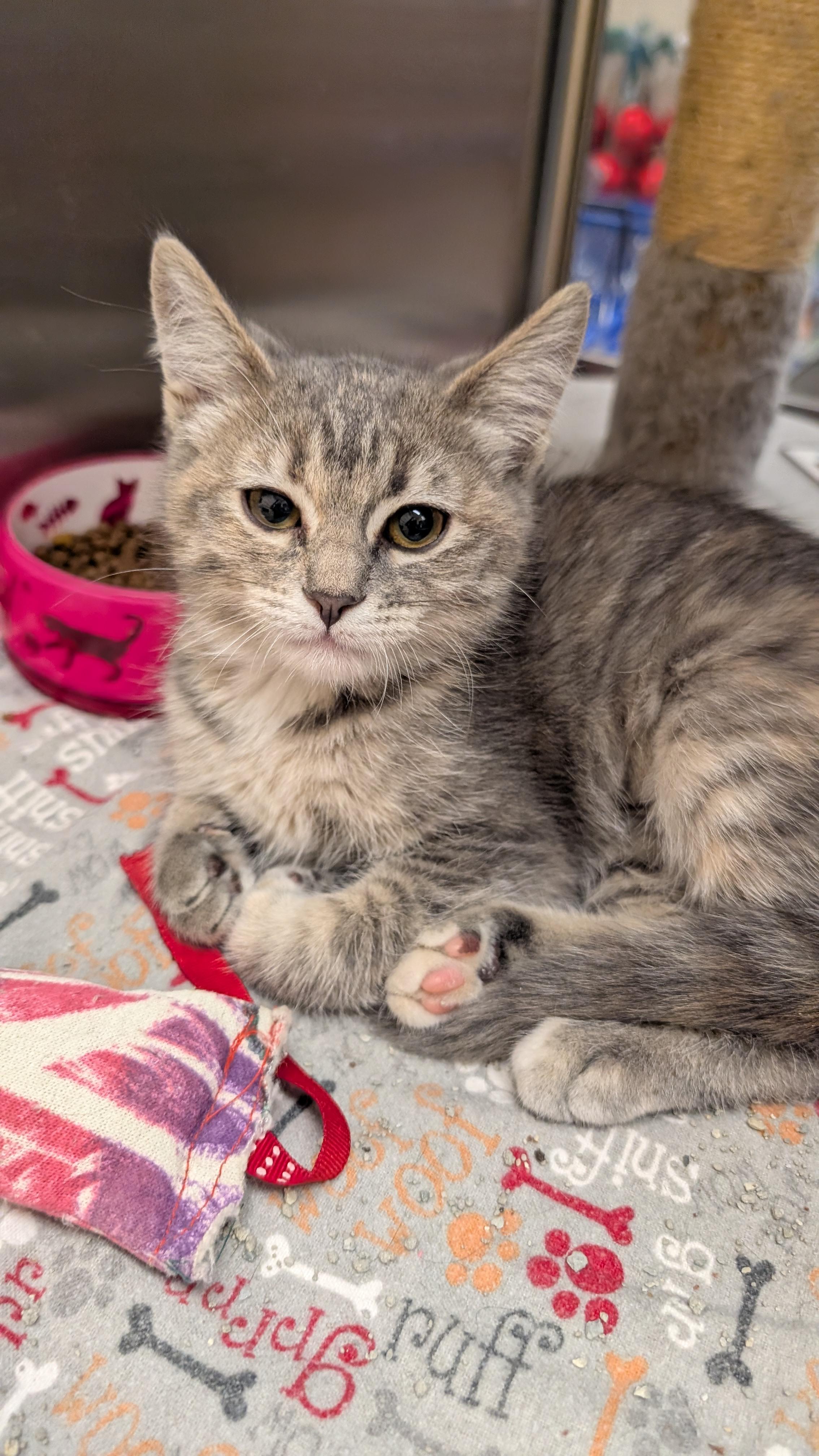 Suzie, adopted, Young Male Domestic Short Hair.