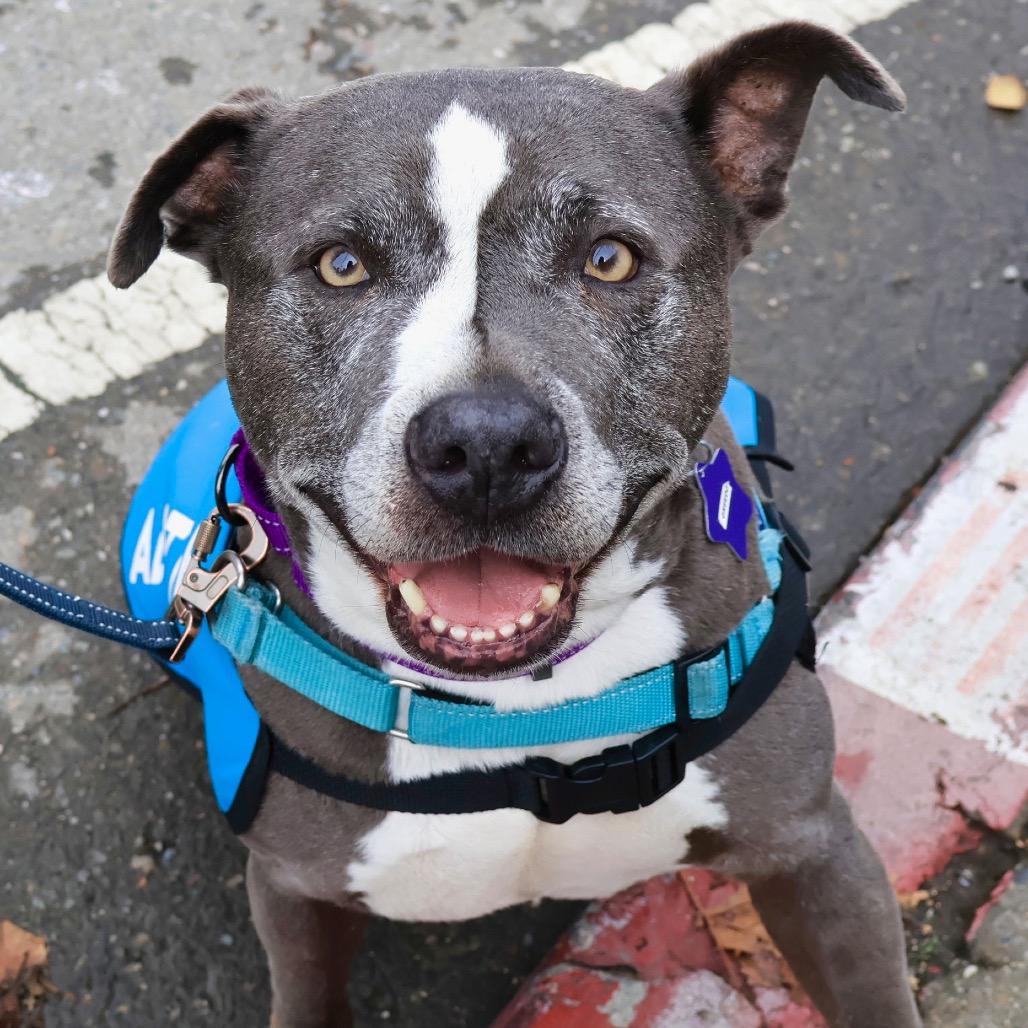 Enlarge Greedo, a Adoptable Mixed Breed in San Francisco, CA image 1/6
