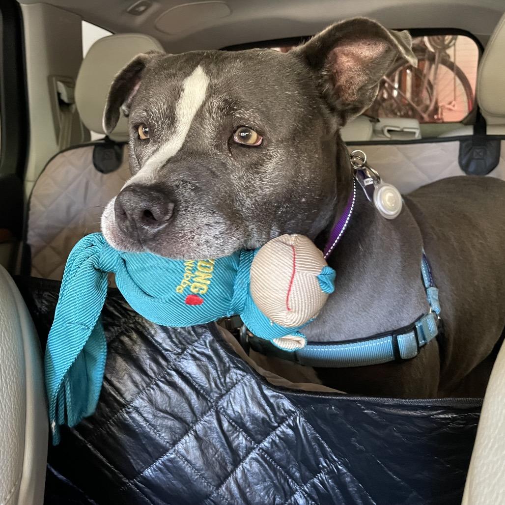 Enlarge Greedo, a Adoptable Mixed Breed in San Francisco, CA image 2/6