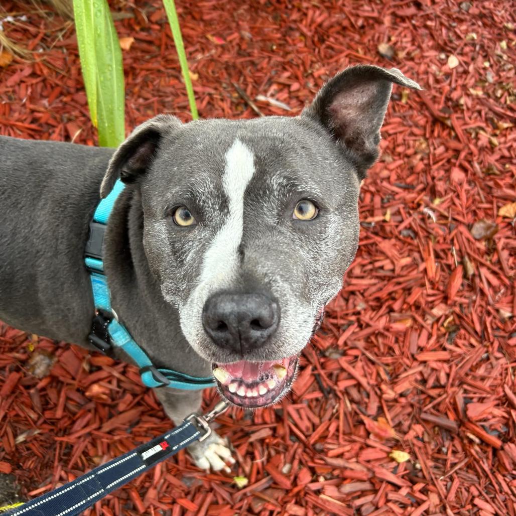 Enlarge Greedo, a Adoptable Mixed Breed in San Francisco, CA image 3/6