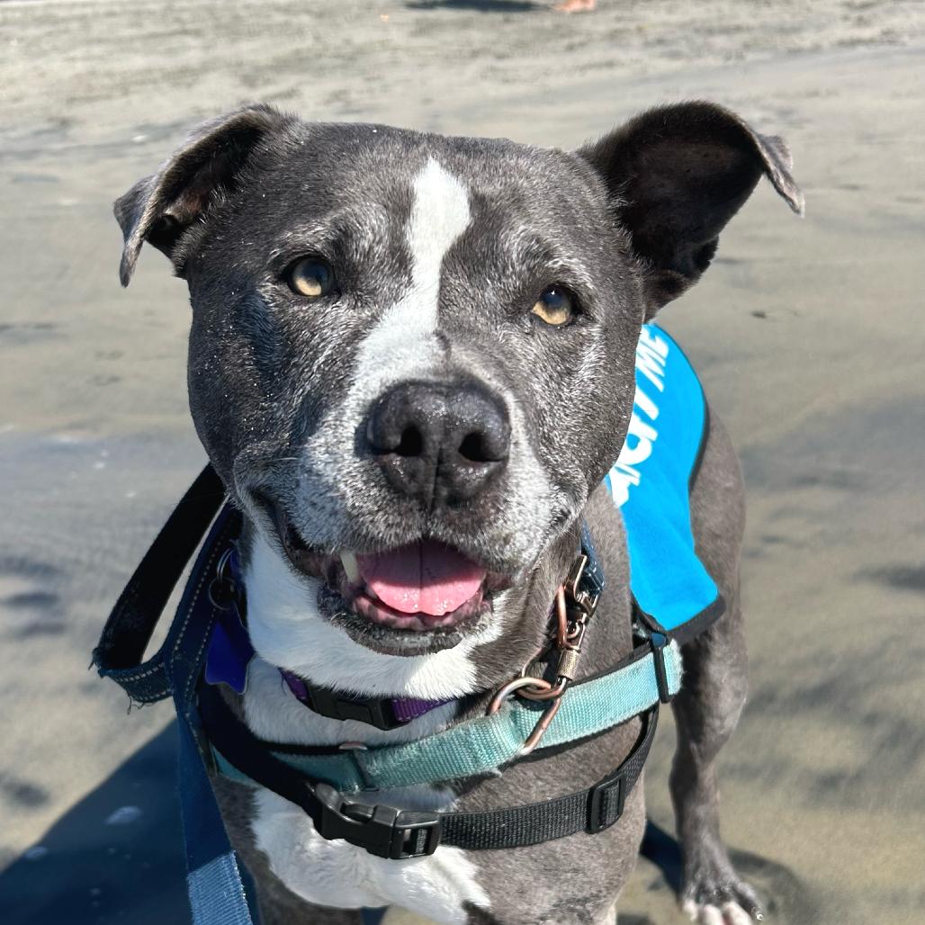 Enlarge Greedo, a Adoptable Mixed Breed in San Francisco, CA image 4/6