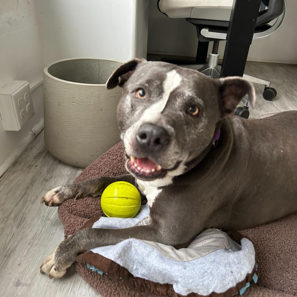 Enlarge Greedo, a Adoptable Mixed Breed in San Francisco, CA image 5/6