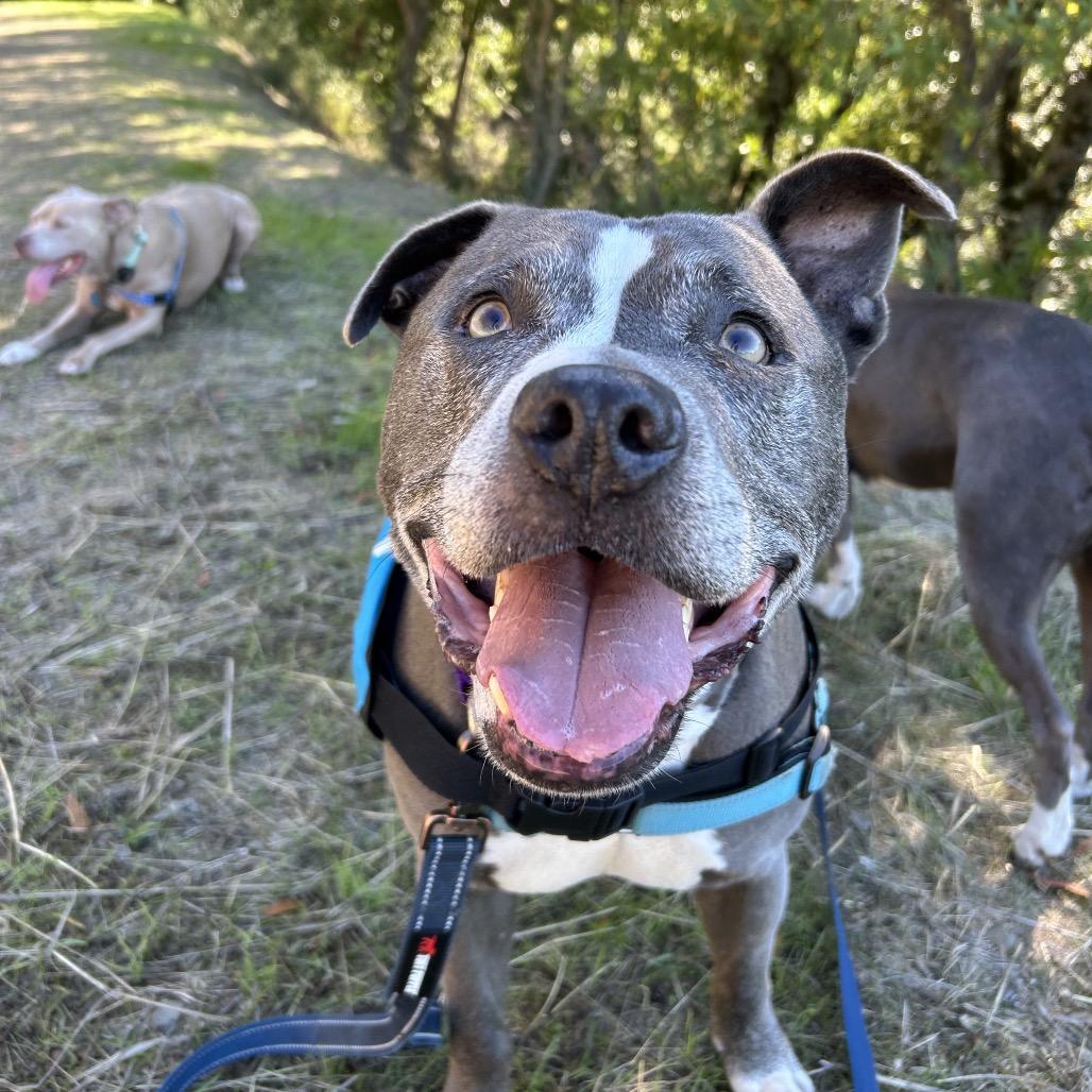 Enlarge Greedo, a Adoptable Mixed Breed in San Francisco, CA image 6/6