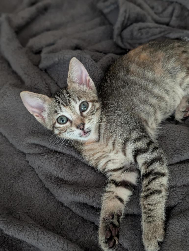 Jackie McFarland, Adoptable, Kitten Female Domestic Short Hair.