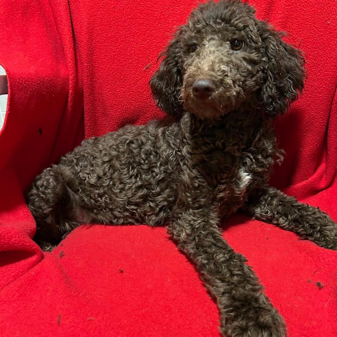 Enlarge Coco, an adopted Standard Poodle in Bartonsville, PA image 3/5