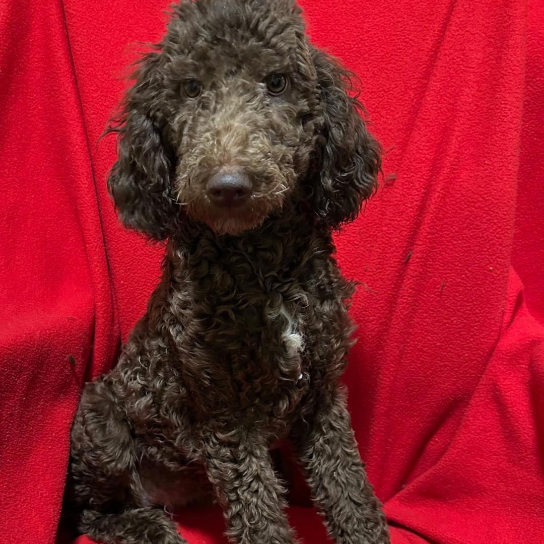 Coco, adopted, Puppy Female Standard Poodle.