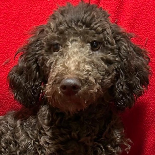 Enlarge Coco, an adopted Standard Poodle in Bartonsville, PA image 5/5