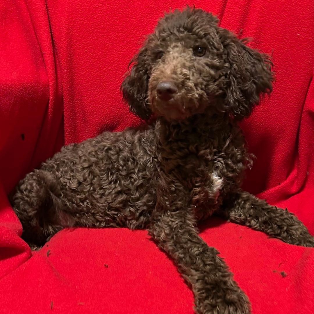 Enlarge Coco, an adopted Standard Poodle in Bartonsville, PA image 2/5
