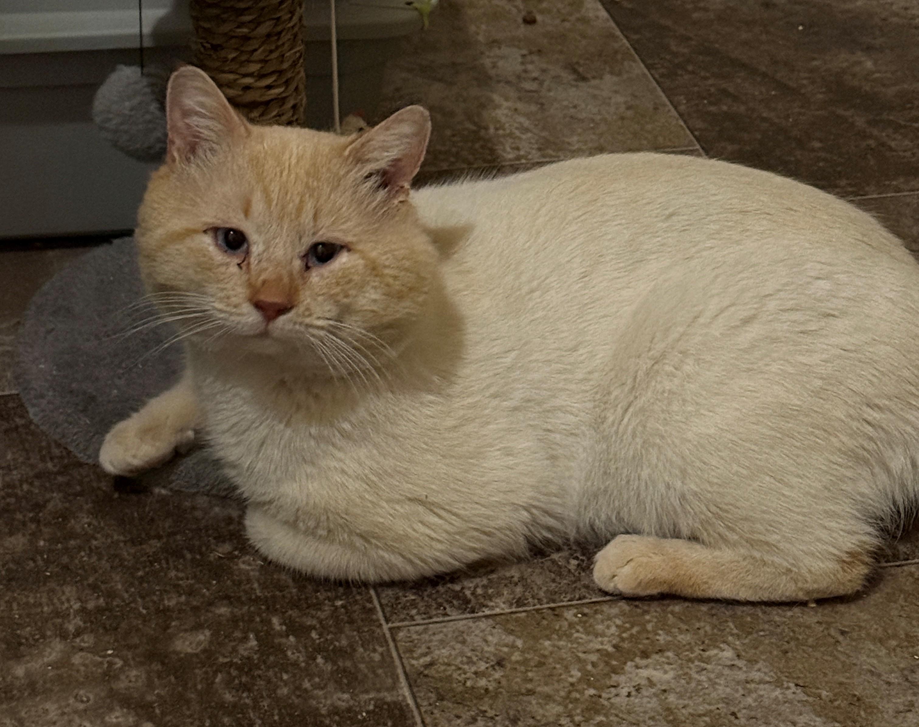 Welling, ADOPTABLE, Adult Male Siamese.
