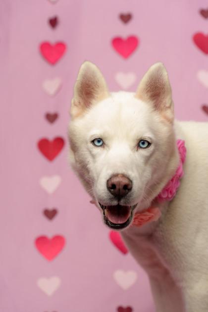 Ghost, Adoptable, Young Male Siberian Husky & Mixed Breed.