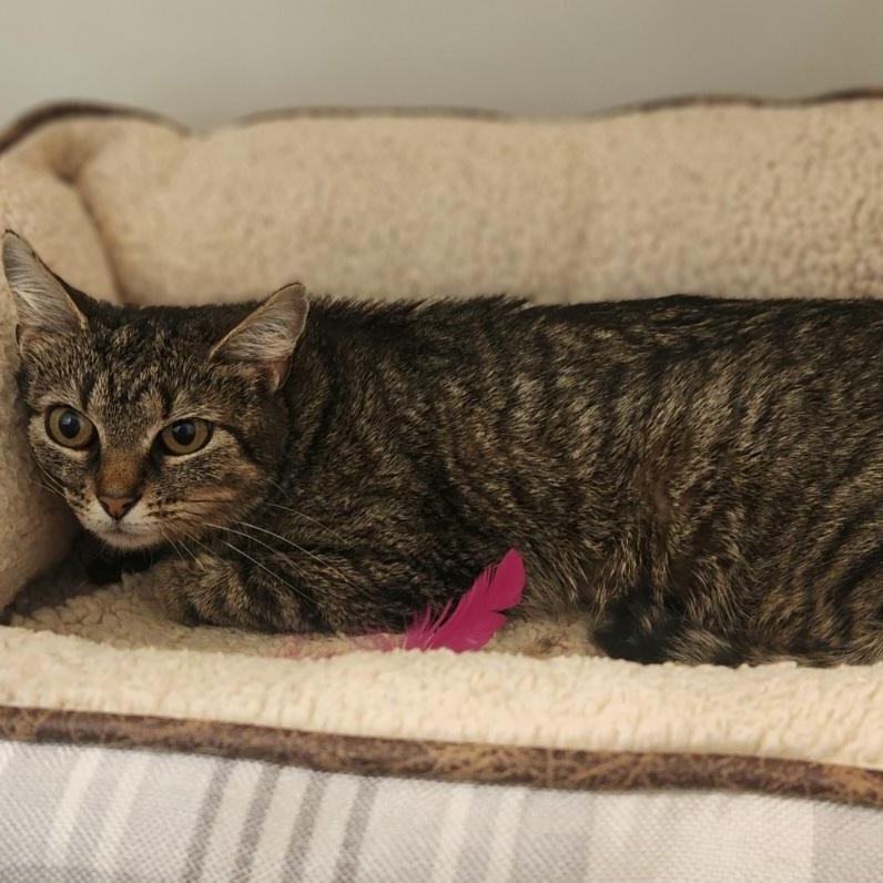 Ruby, Adoptable, Adult Female Domestic Short Hair.