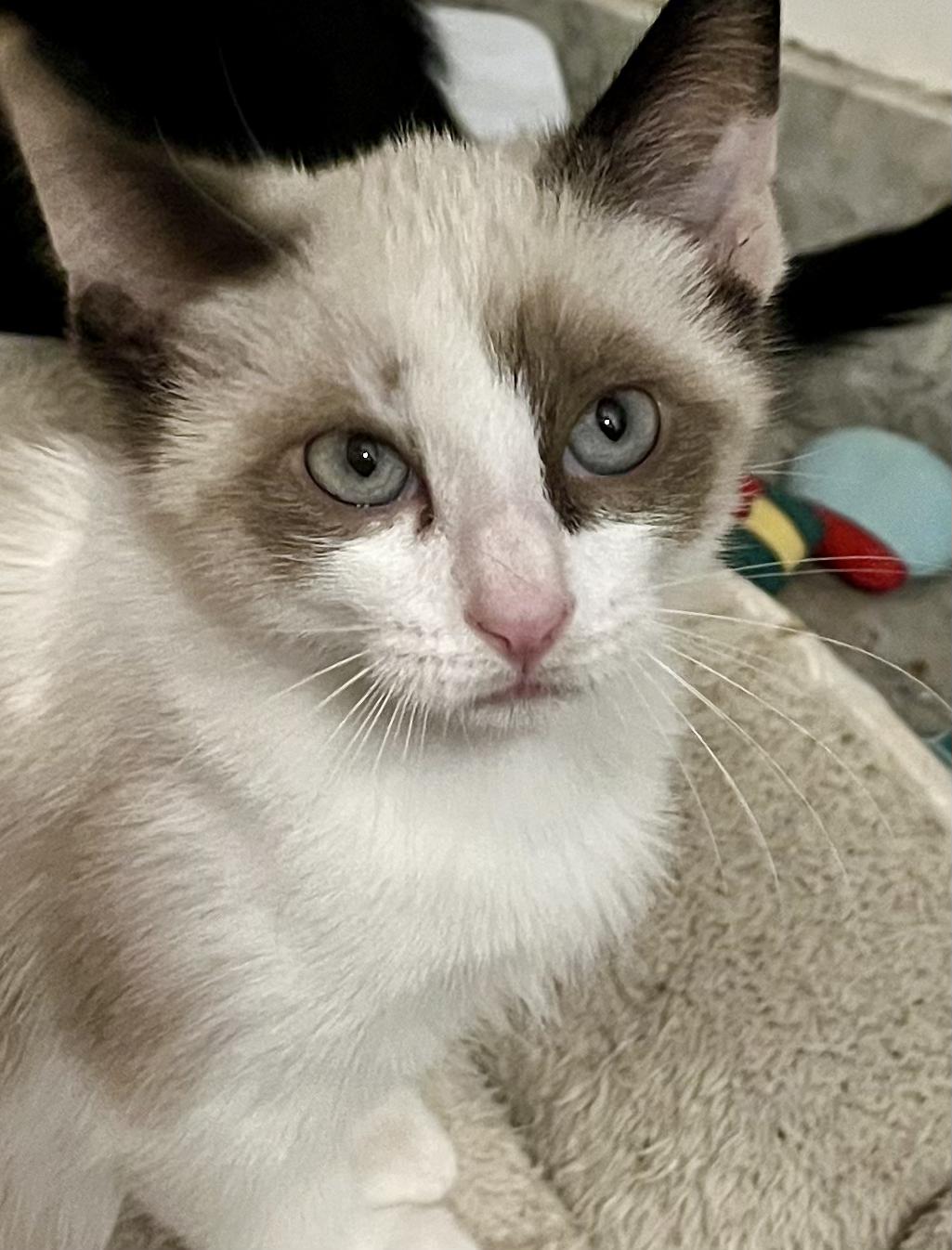 Sharon, Adopted, Kitten Male Snowshoe.