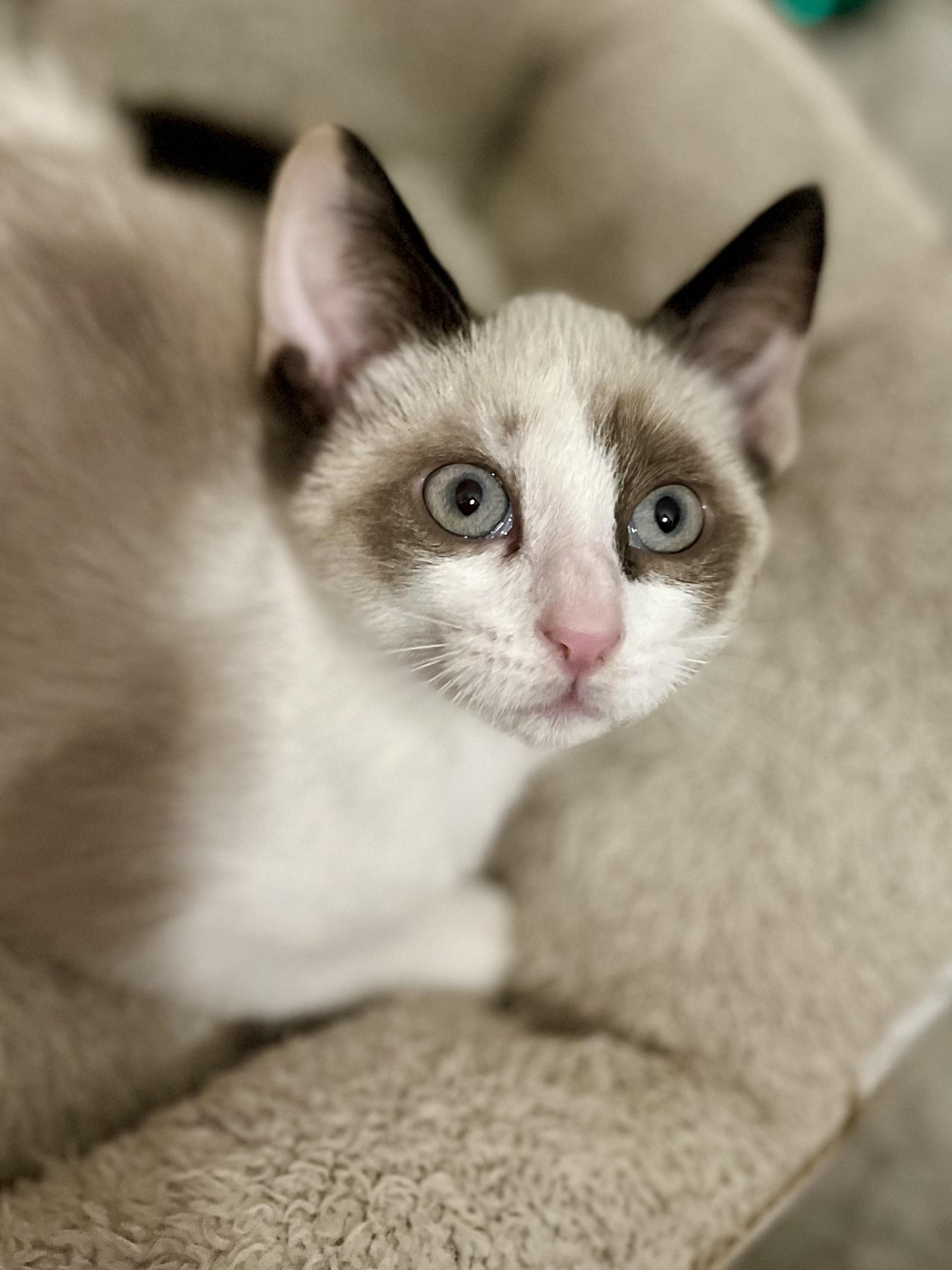 Sharon, a Adopted mixed breed in Snellville, GA image 4/6