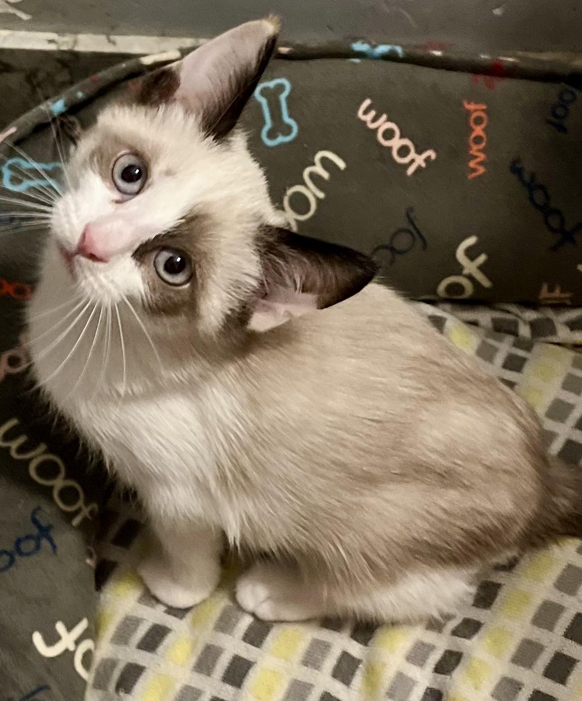 Sharon, a Adopted mixed breed in Snellville, GA image 3/6