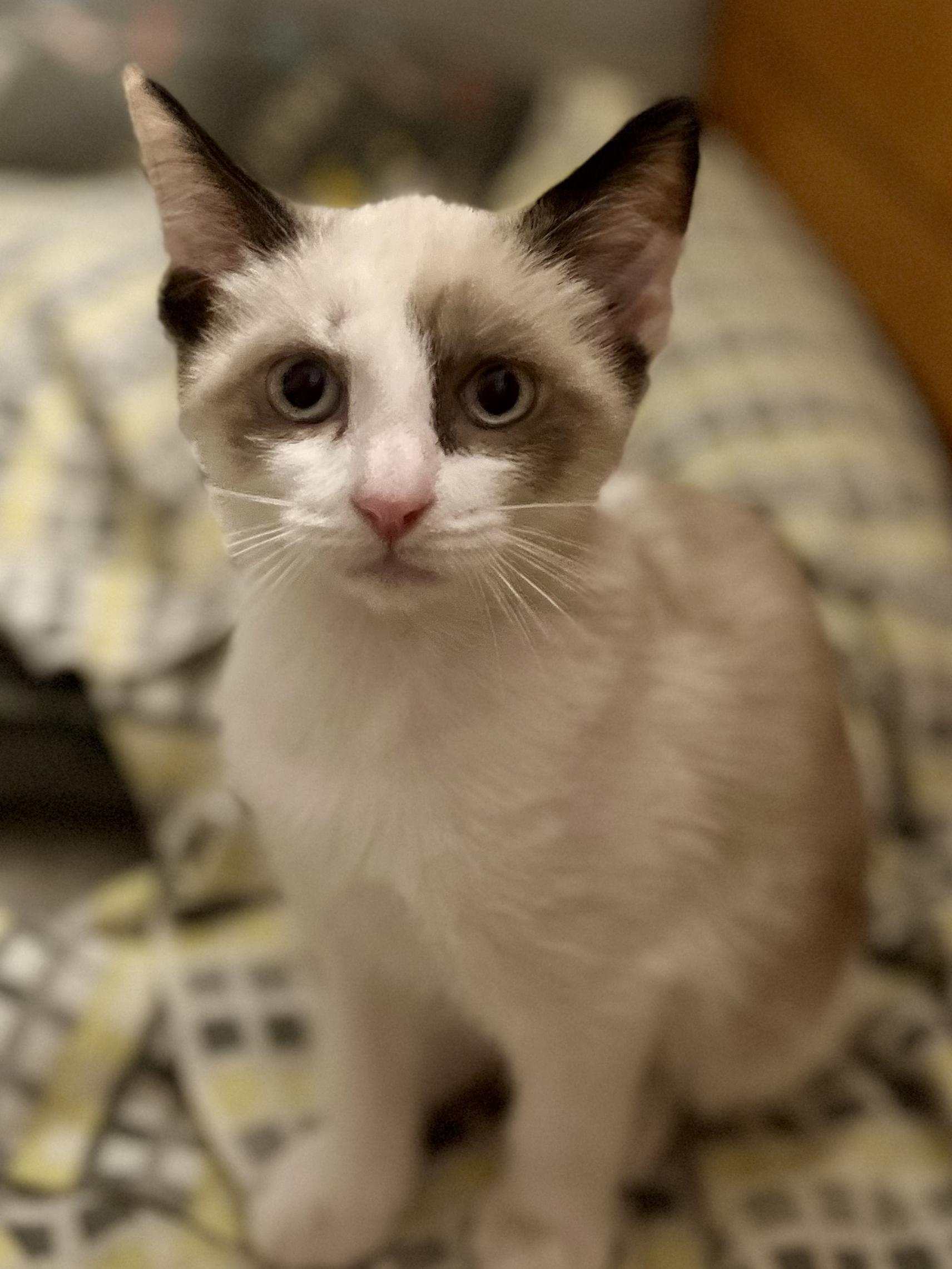 Sharon, a Adopted mixed breed in Snellville, GA image 5/6