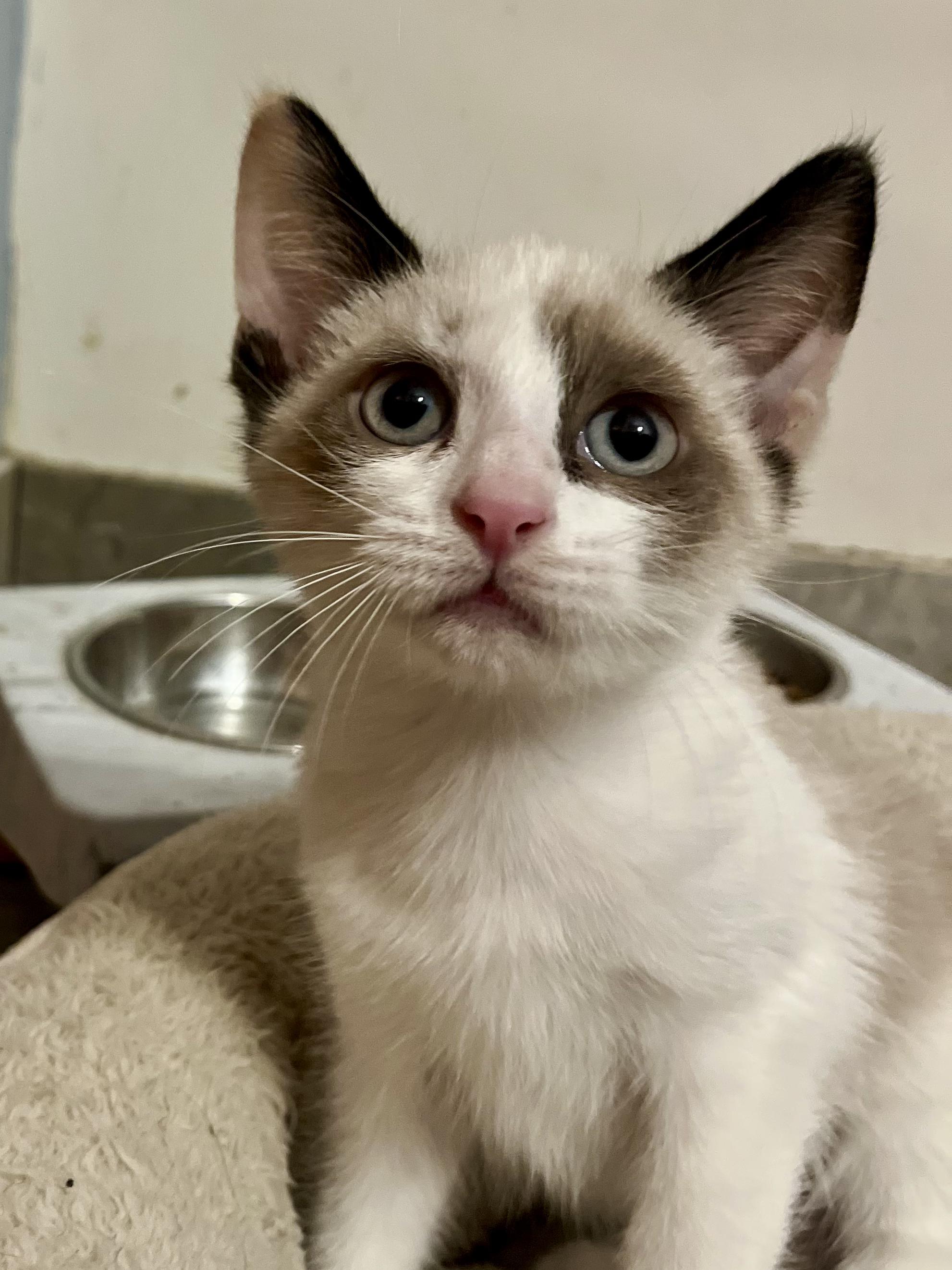 Sharon, a Adopted mixed breed in Snellville, GA image 6/6