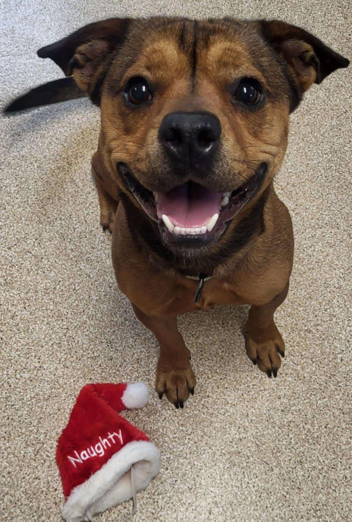 Enlarge Kramer, a Adoptable Bulldog in Sunderland, MD image 2/6