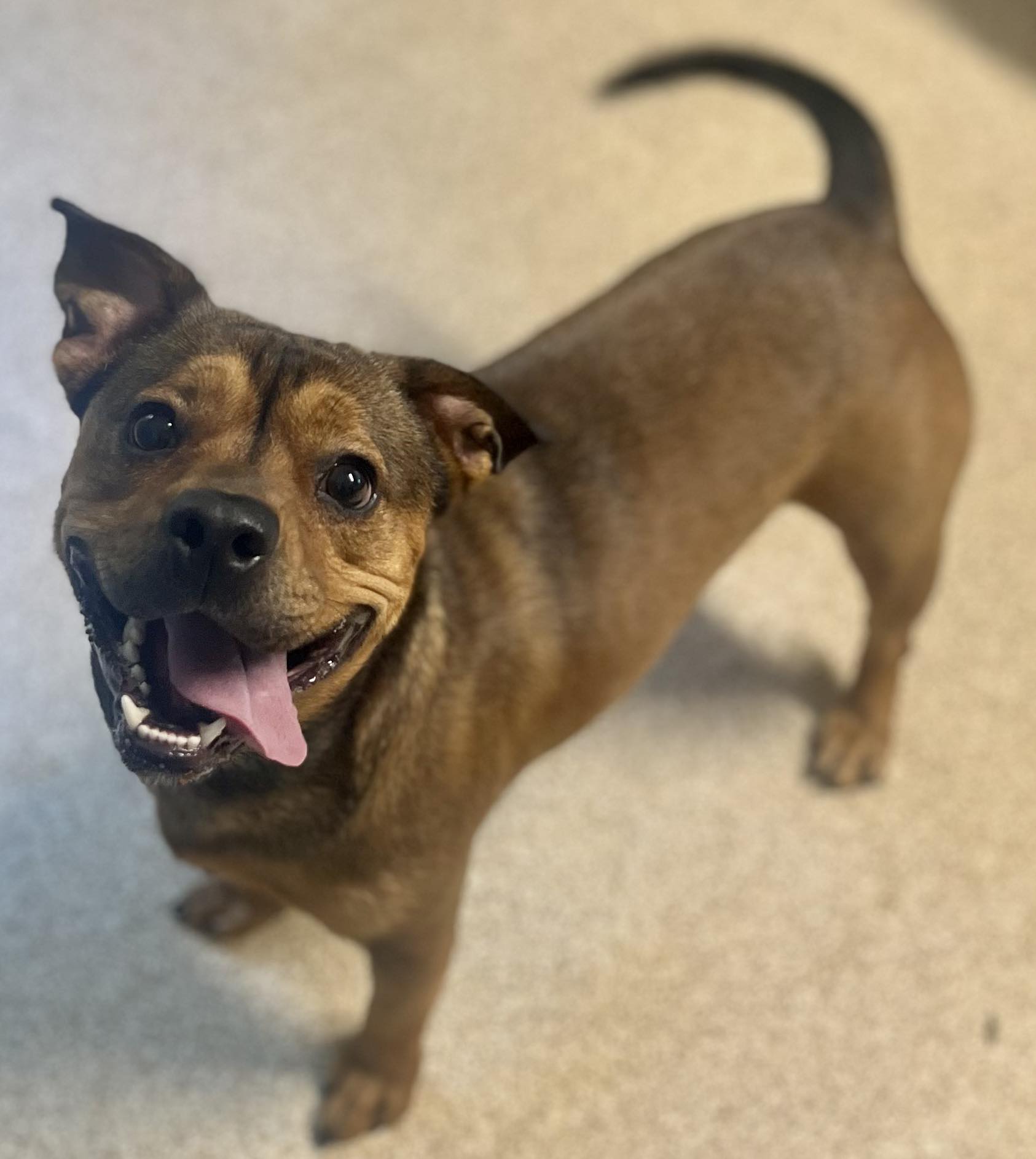 Enlarge Kramer, a Adoptable Bulldog in Sunderland, MD image 1/6