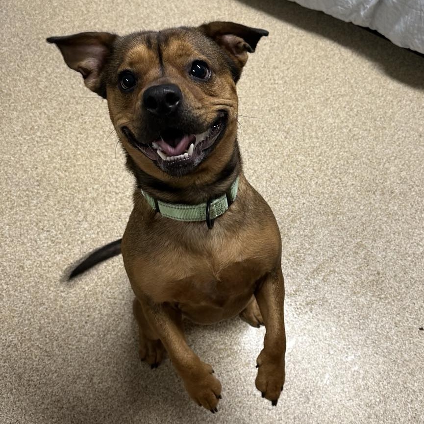 Enlarge Kramer, a Adoptable Bulldog in Sunderland, MD image 3/6