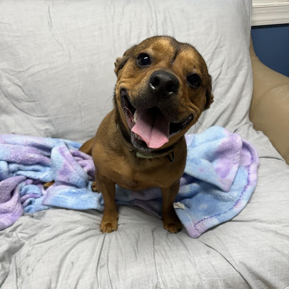 Enlarge Kramer, a Adoptable Bulldog in Sunderland, MD image 6/6