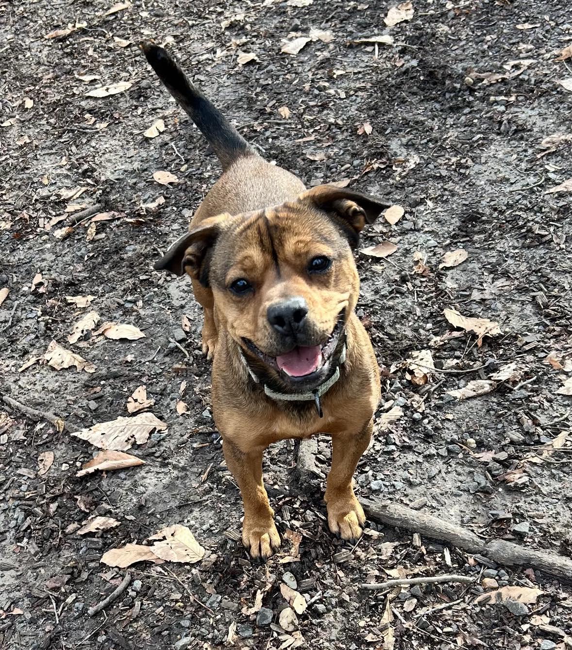 Enlarge Kramer, a Adoptable Bulldog in Sunderland, MD image 5/6