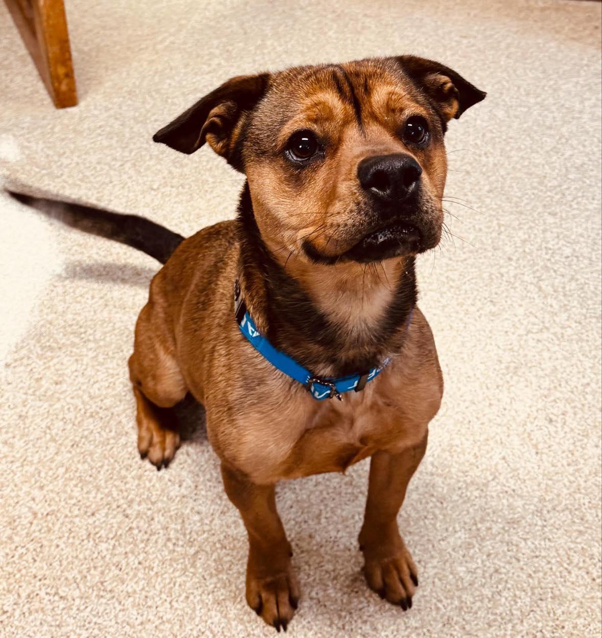 Enlarge Kramer, a Adoptable Bulldog in Sunderland, MD image 4/6