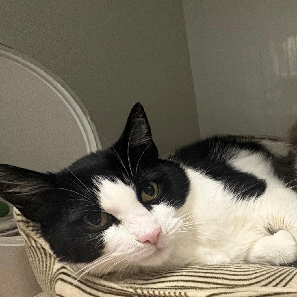 Raya, Adoptable, Adult Female Domestic Short Hair.