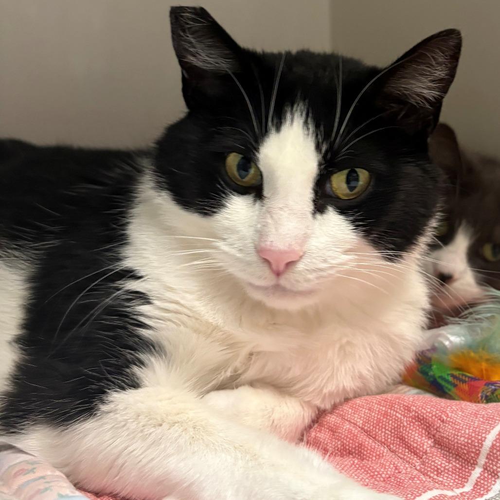 Enlarge Raya, a Adoptable Domestic Short Hair in East Hanover, NJ image 2/3