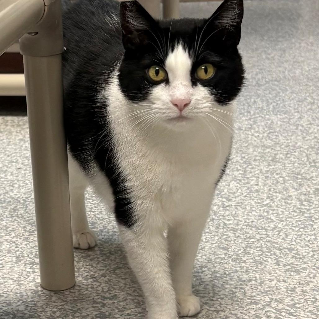 Raya, a Adoptable Domestic Short Hair in East Hanover, NJ image 3/4