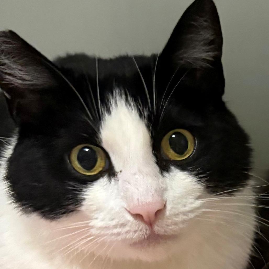 Enlarge Raya, a Adoptable Domestic Short Hair in East Hanover, NJ image 3/3