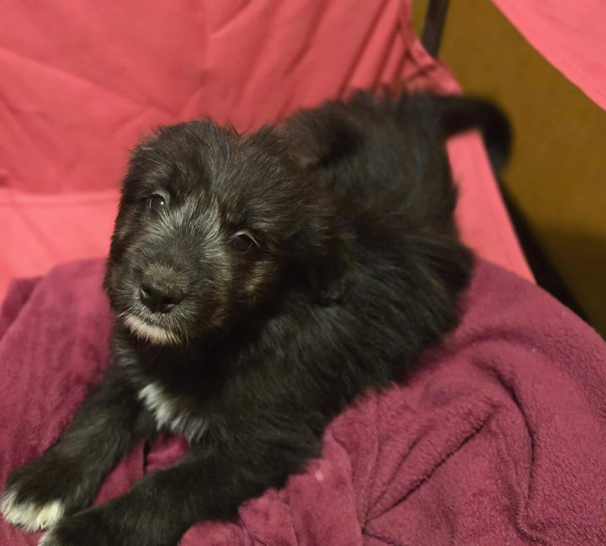 Ruby Sue thumbnail 2