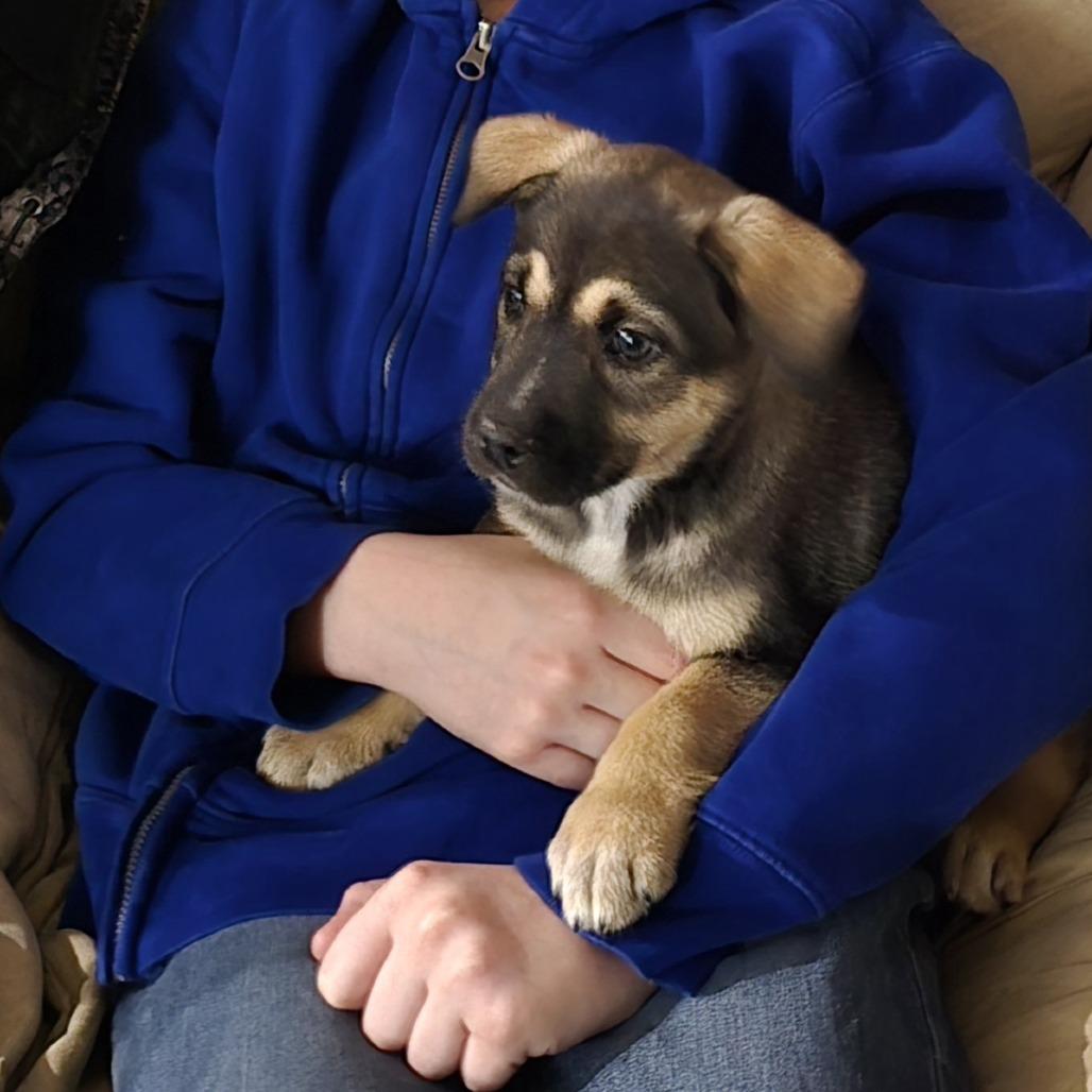 Bima (Life), a Adoptable Shepherd in Brainerd, MN image 2/6