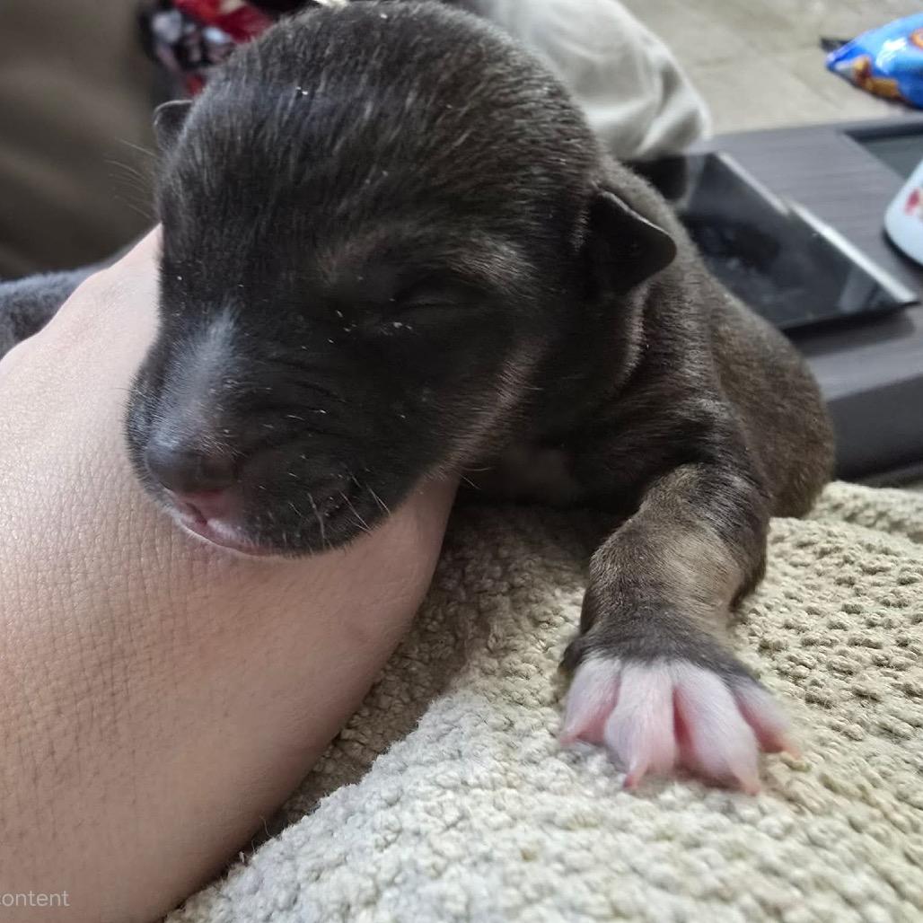 Bima (Life), a Adoptable Shepherd in Brainerd, MN image 3/6