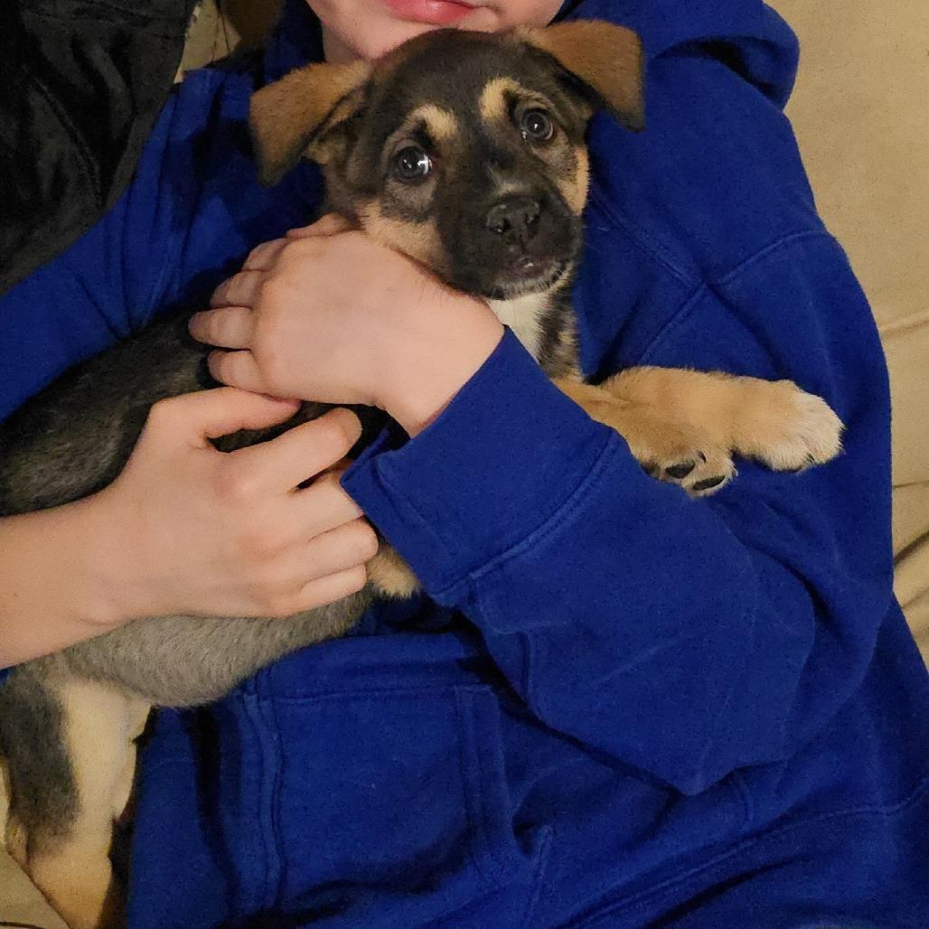 Bima (Life), a Adoptable Shepherd in Brainerd, MN image 4/6