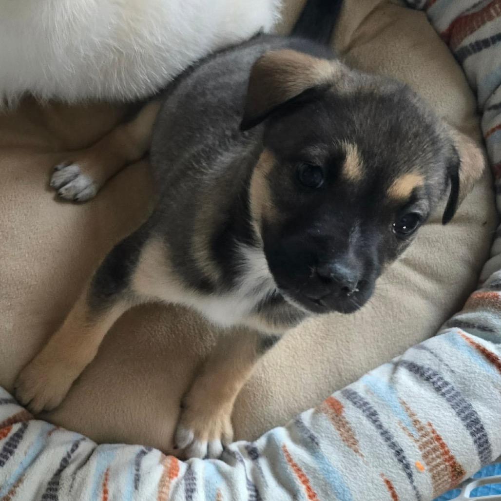 Bima (Life), a Adoptable Shepherd in Brainerd, MN image 5/6