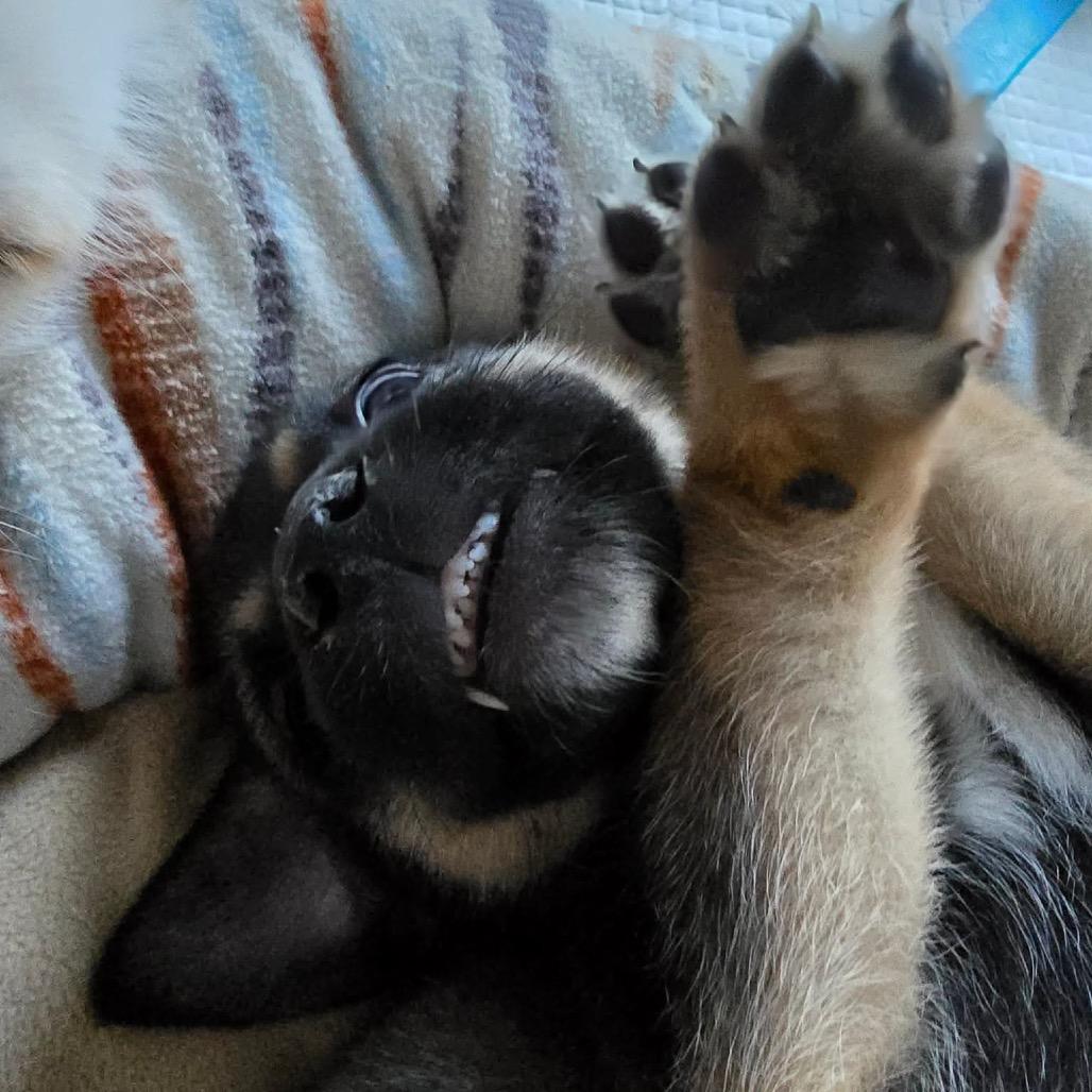 Bima (Life), Adoptable, Puppy Female Shepherd.