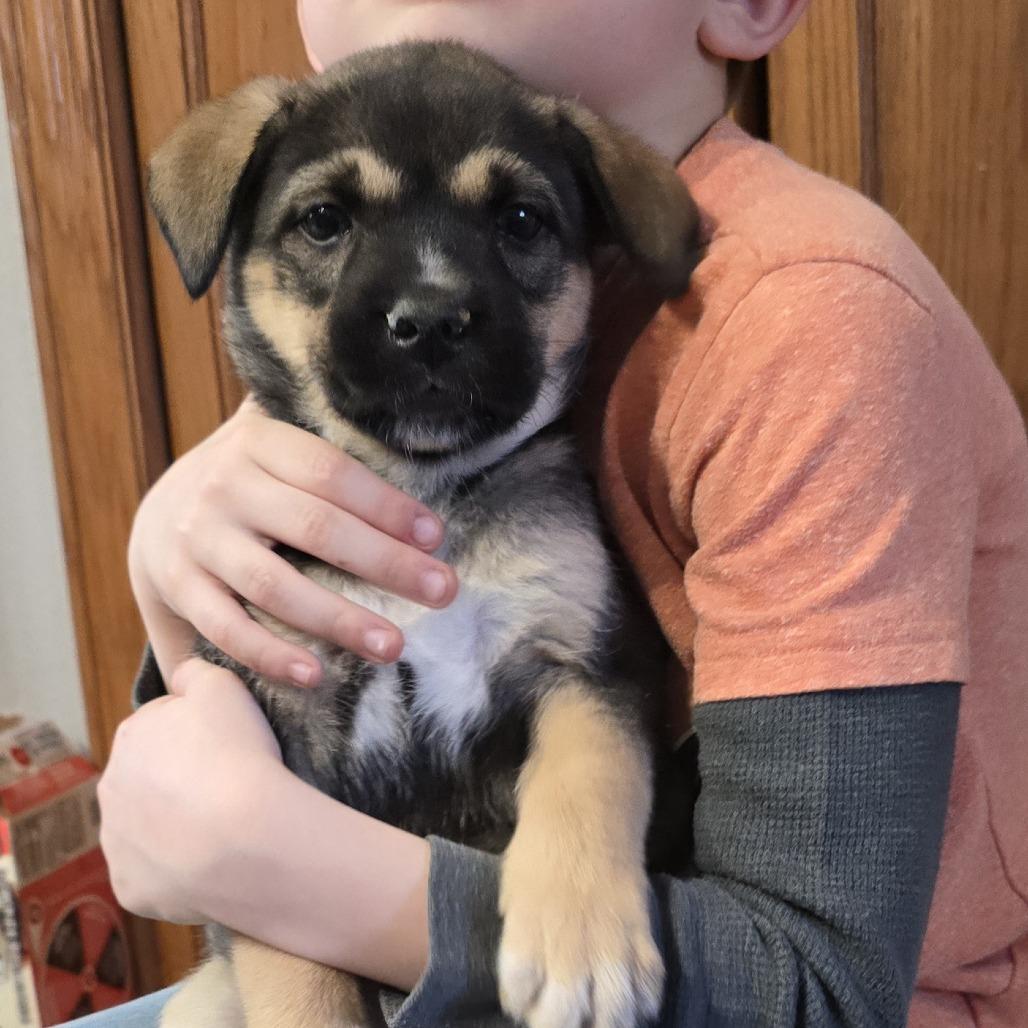 Bima (Life), a Adoptable Shepherd in Brainerd, MN image 6/6